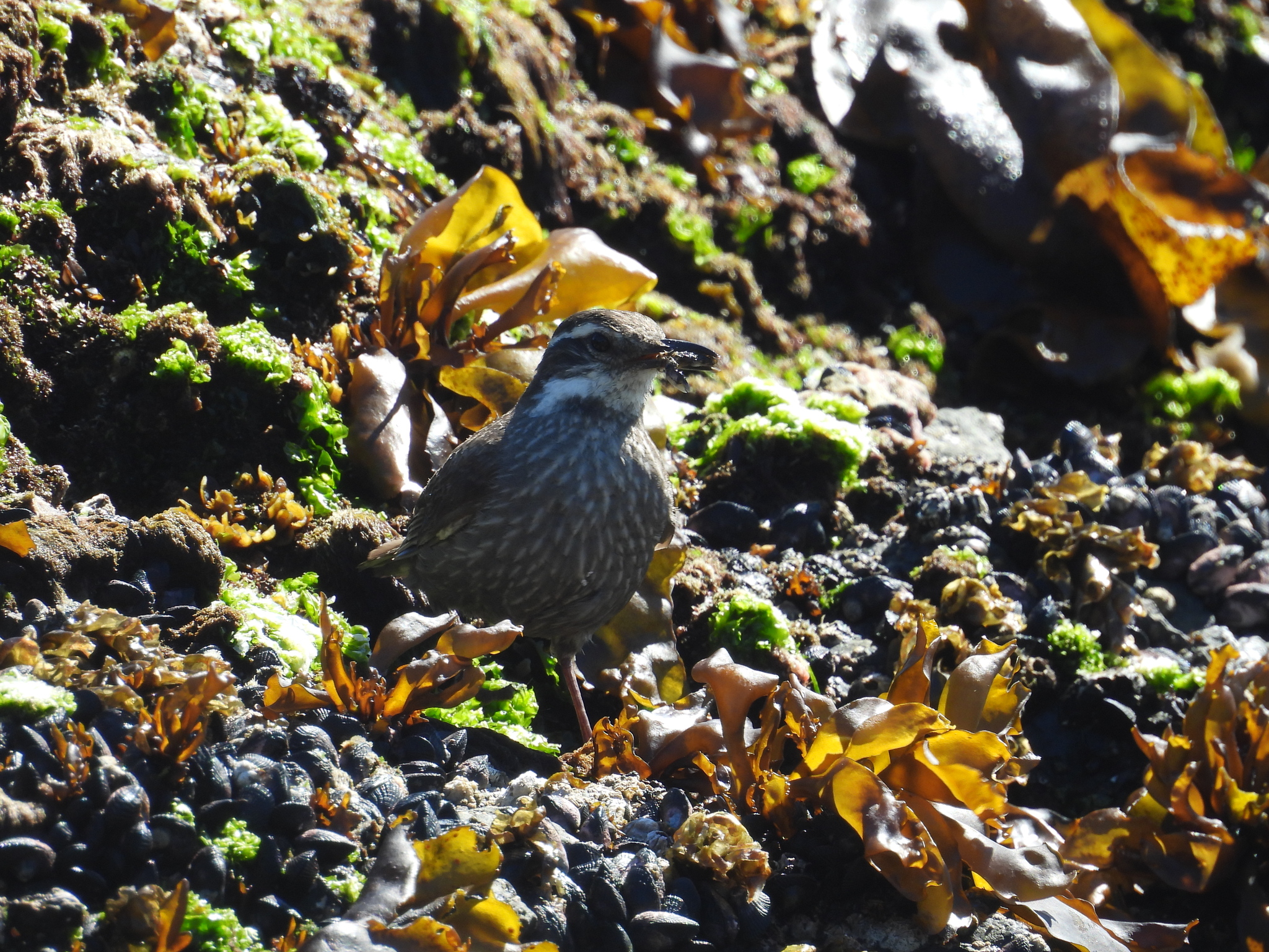 Dark-bellied Cinclodes (Cinclodes patagonicus), photo 2