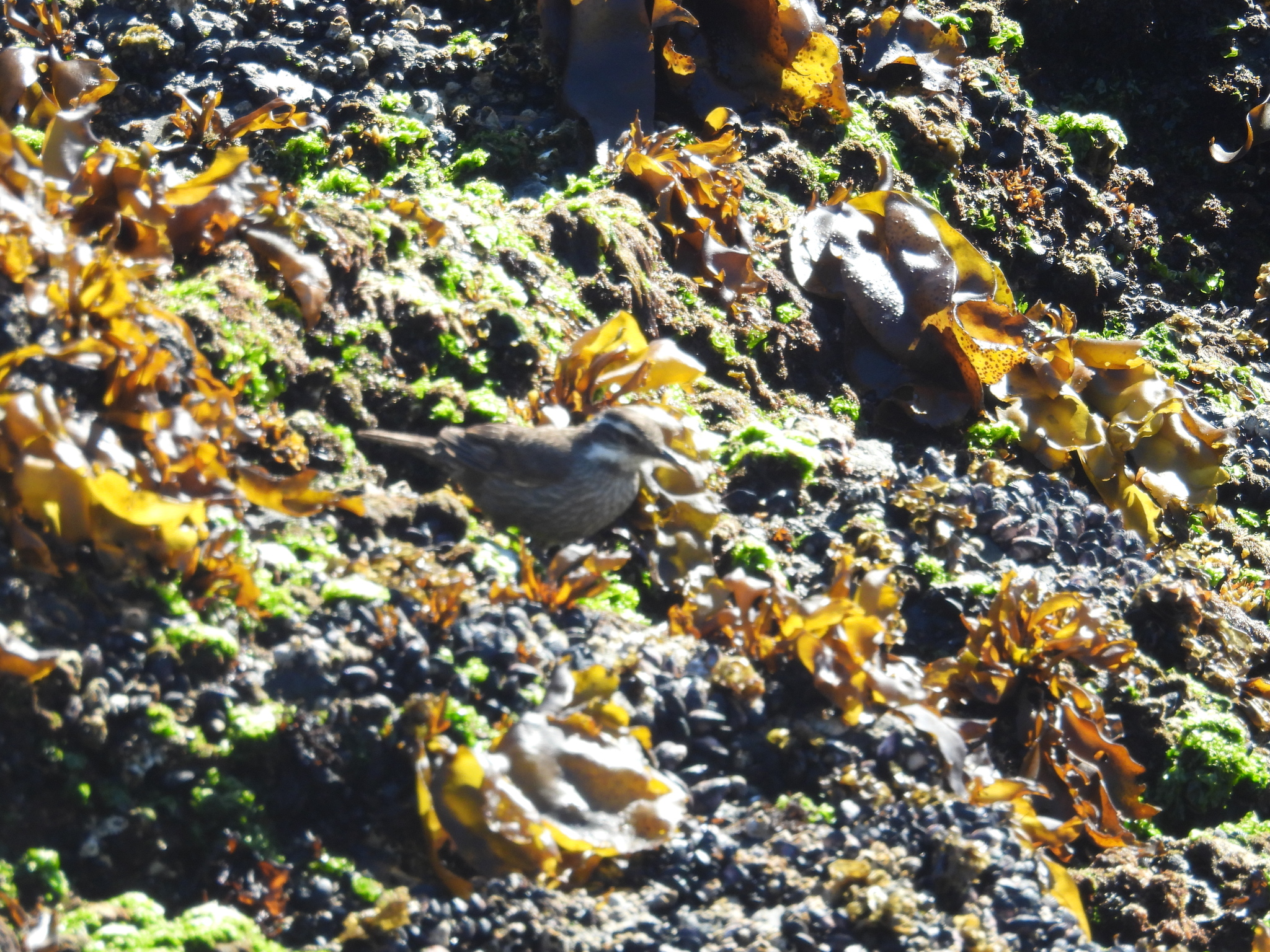 Dark-bellied Cinclodes (Cinclodes patagonicus), photo 3