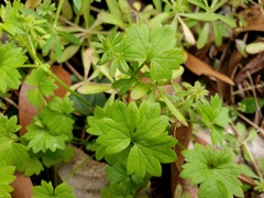 Ranunculus platensis