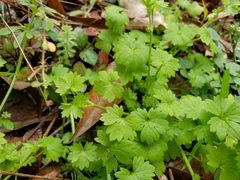 Ranunculus platensis
