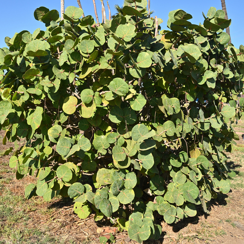 Coccoloba uvifera observed 2026-01-10