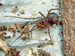 Triaenonychidae