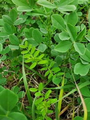 Vicia ludoviciana