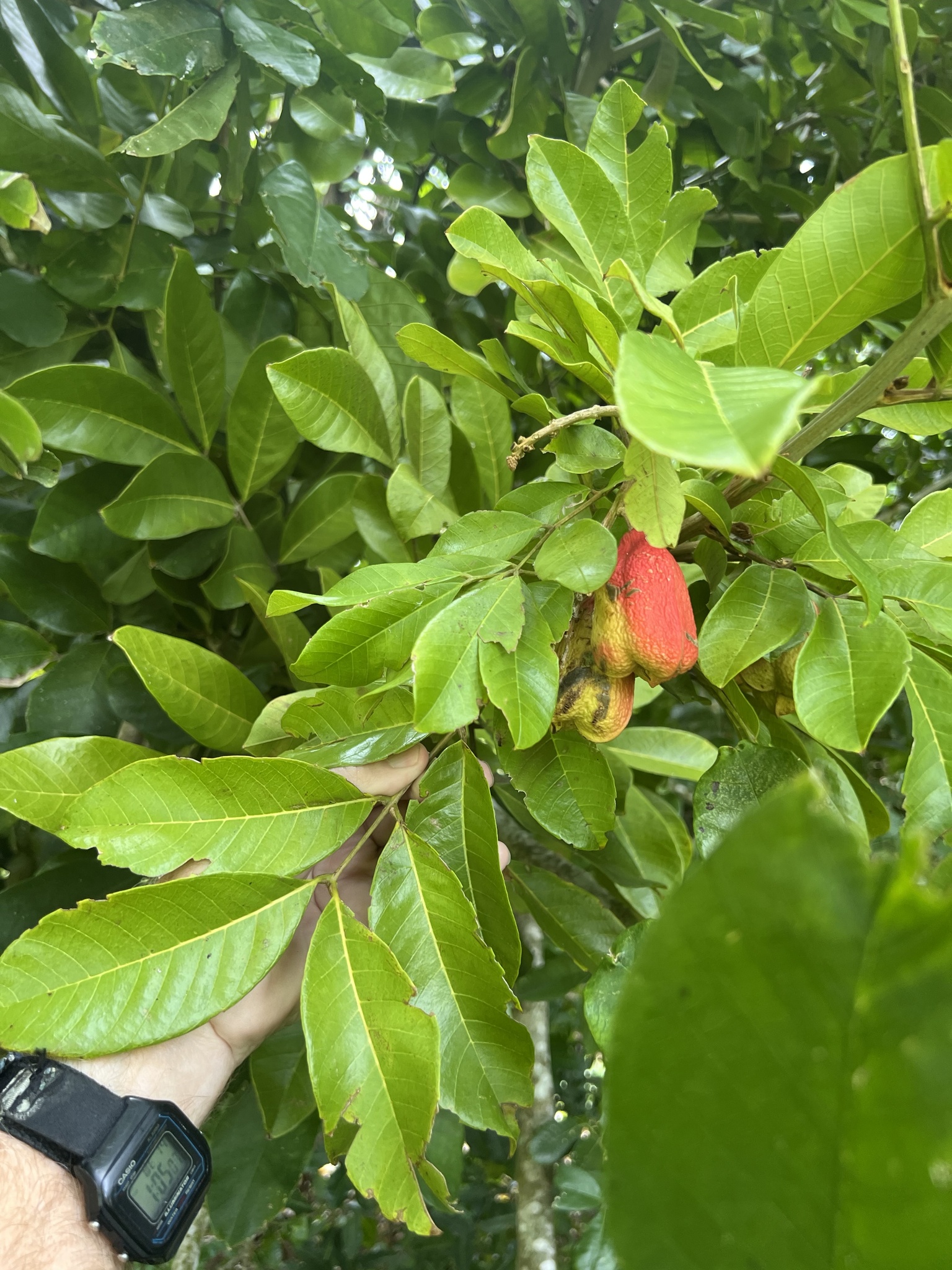 Imagem de ackee