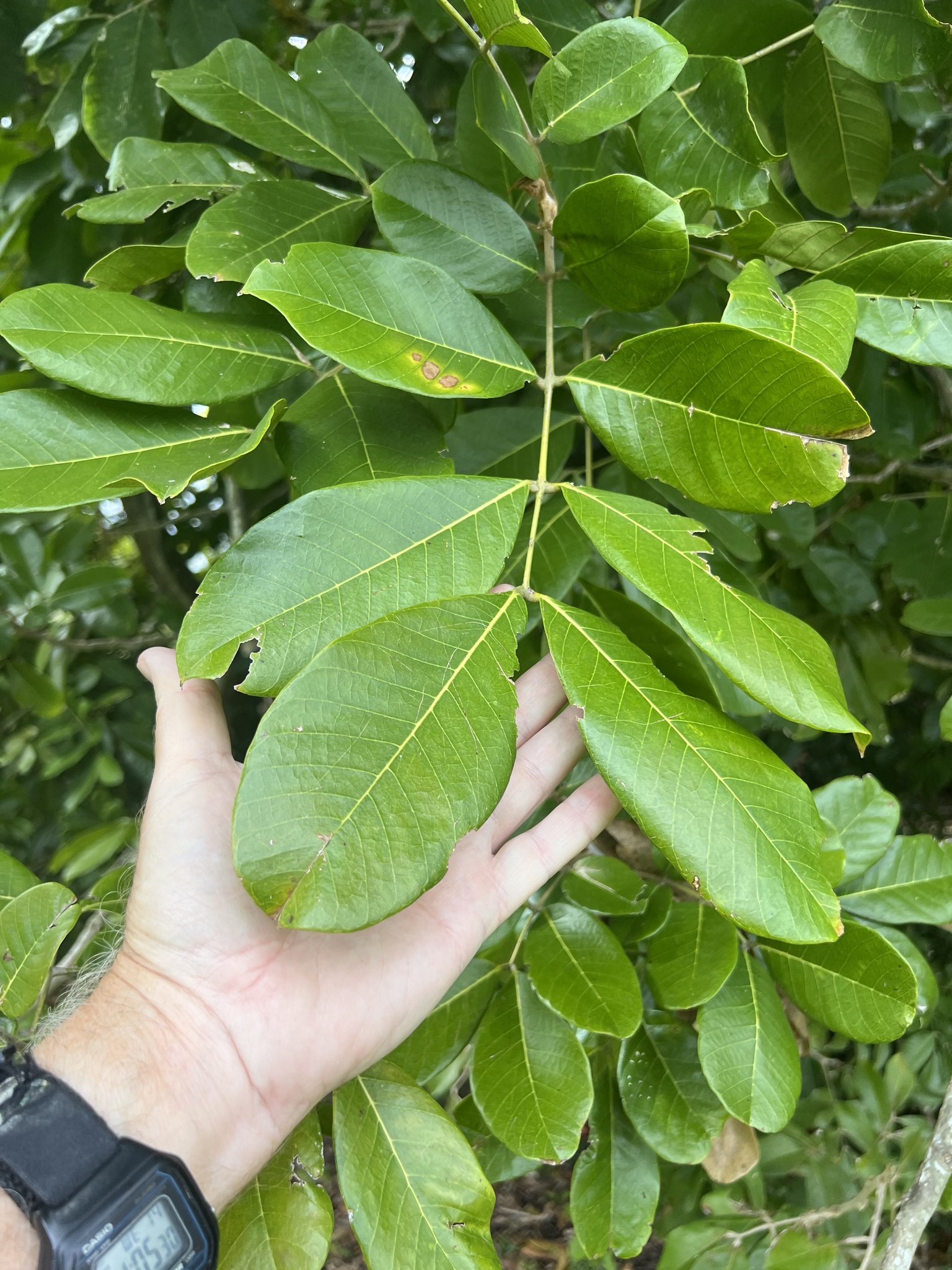 Imagem de ackee
