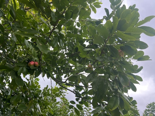 Foto de ackee