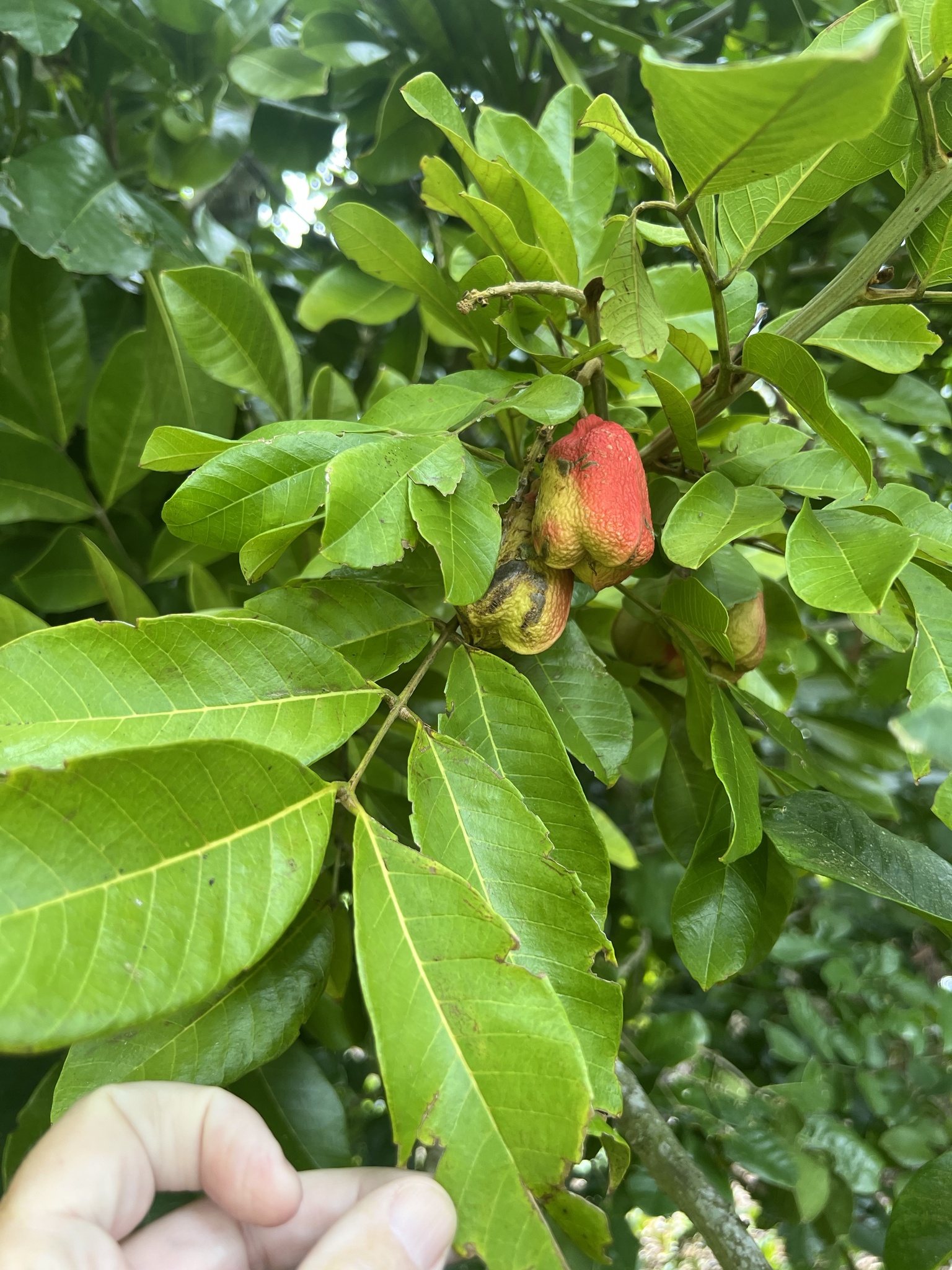 Imagem de ackee