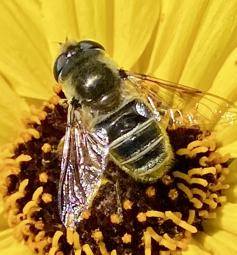 iNaturalist observation photo of Yellow-shouldered Drone Fly
