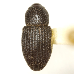 Maemactes cribratus