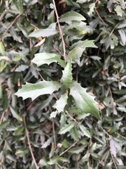 Quercus viminea