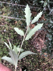 Quercus viminea