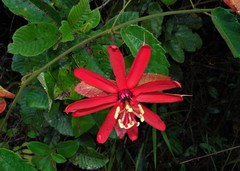 Coccinea