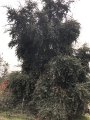 Quercus viminea