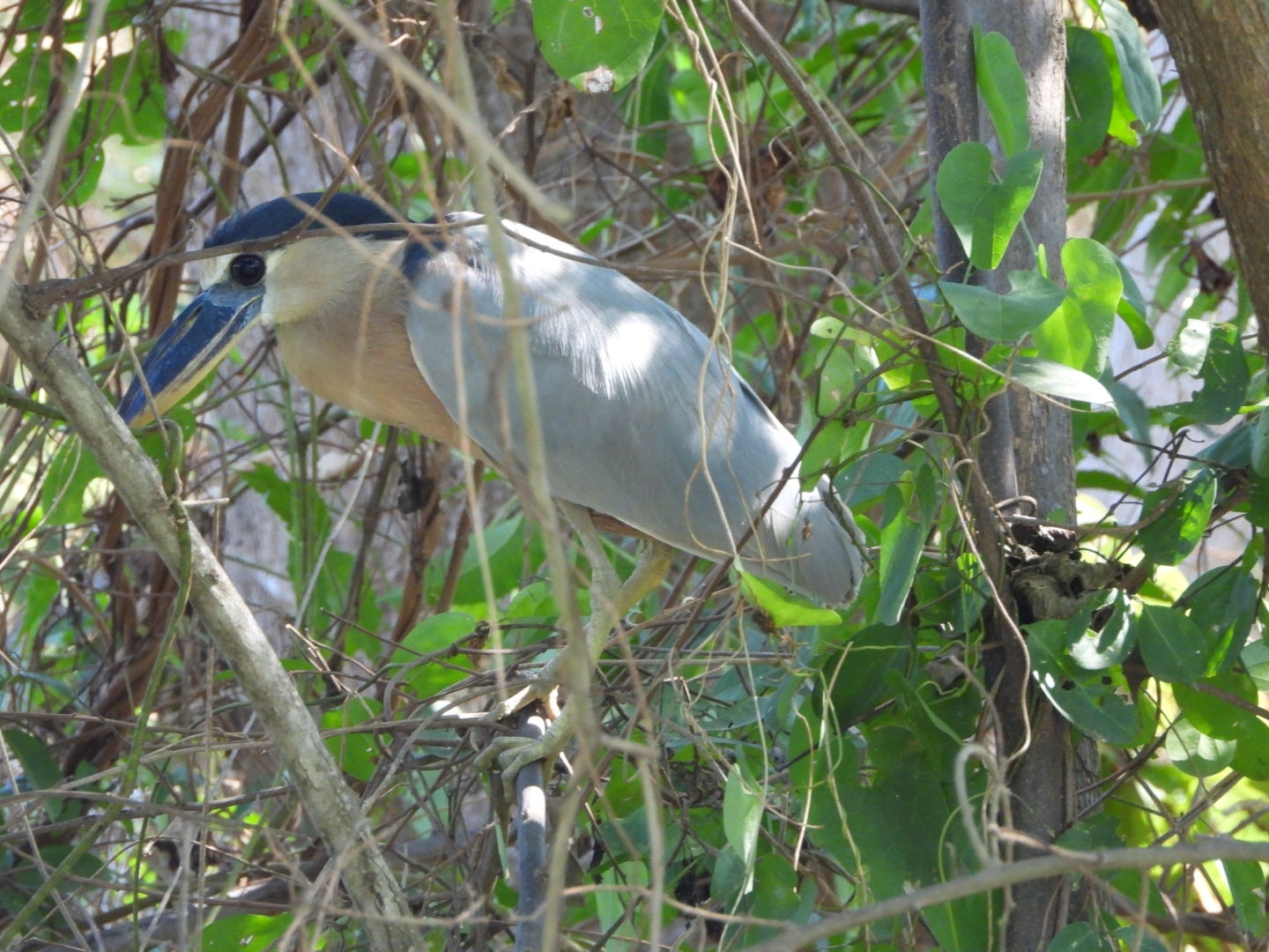Boat-billed Heron (Cochlearius cochlearius), photo 9