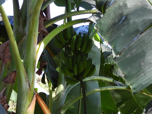 Banano