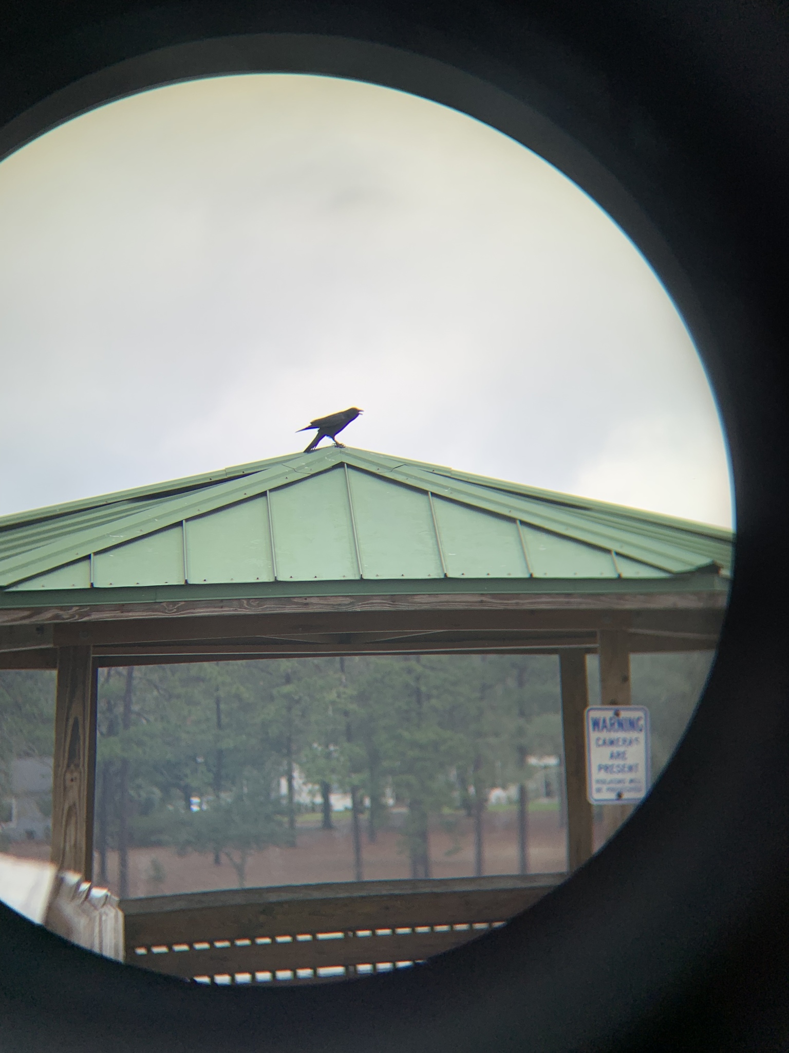 Fish Crow (Corvus ossifragus), photo 4