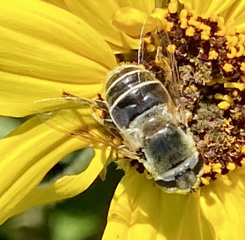 iNaturalist observation photo of Yellow-shouldered Drone Fly