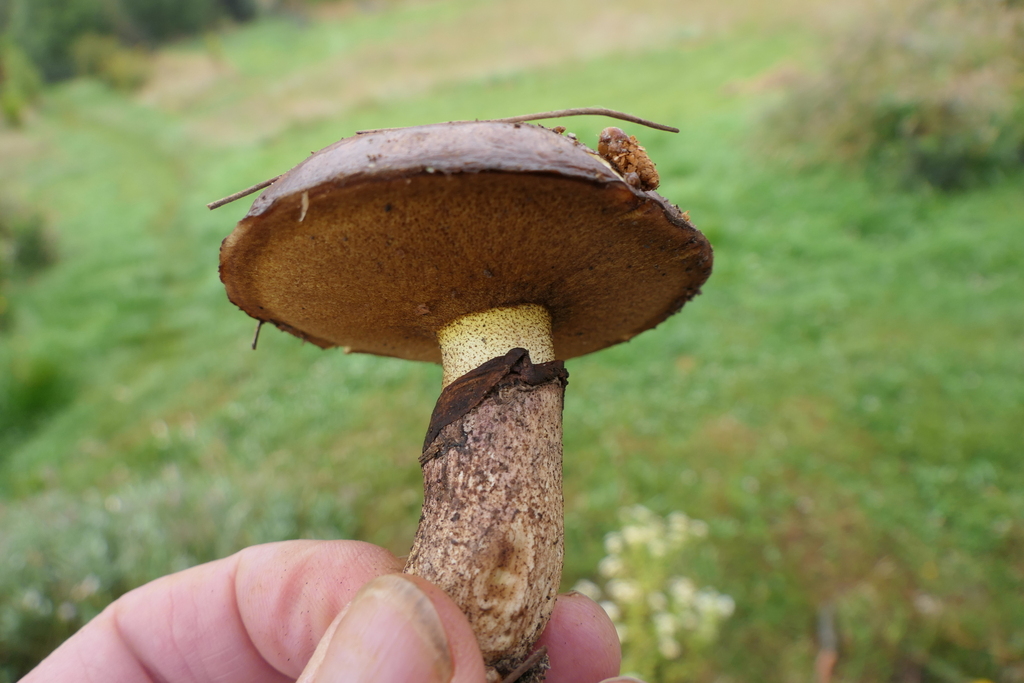 Suillus luteus · January 2026 · photo: © derek_onley (iNaturalist, cc-by-nc)