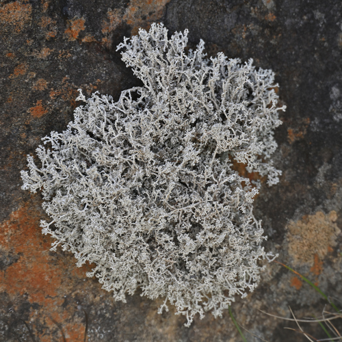 Stereocaulon observed 2026-01-10