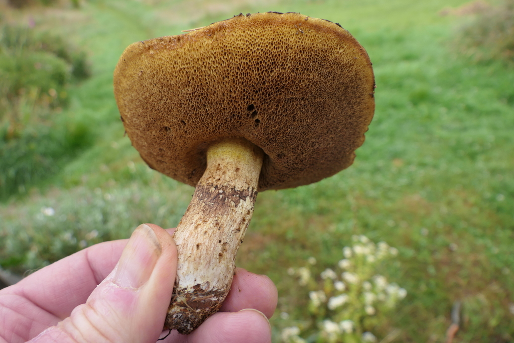 Suillus luteus · January 2026 · photo: © derek_onley (iNaturalist, cc-by-nc)