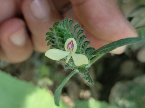 Tetramerium nervosum, photograph 5