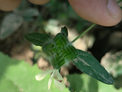 Tetramerium nervosum, photograph 6