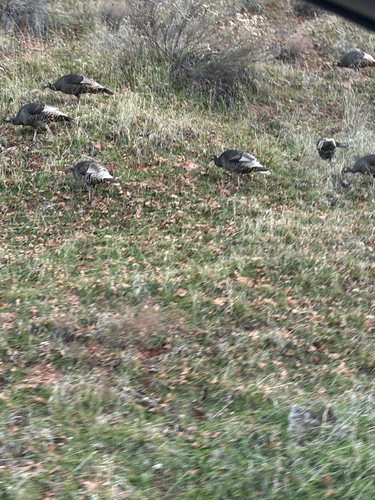 iNaturalist observation 2026-01-14