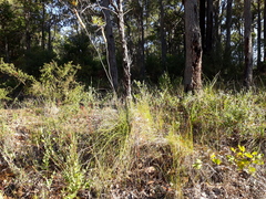 Xanthorrhoea gracilis