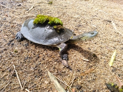 Phrynops hilarii