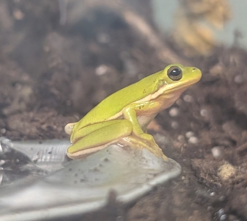 Green Treefrog observed by ljledford