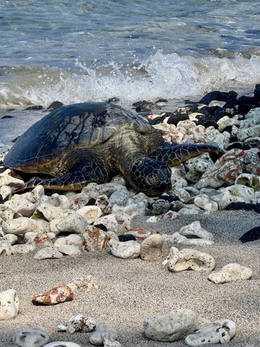 Green Sea Turtle observed by ohwonderpeople