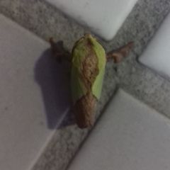 Parasa lepida