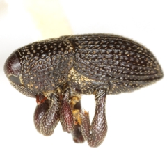 Maemactes cribratus