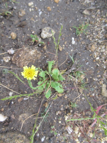Lamb's Succory (Arnoseris minima)