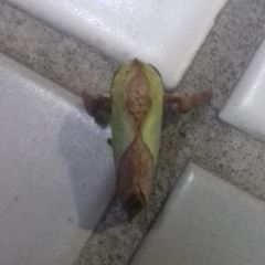 Parasa lepida