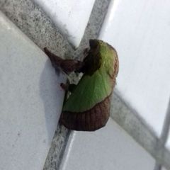 Parasa lepida