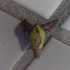 Parasa lepida