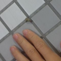 Parasa lepida