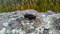 Melanophryniscus moreirae