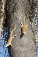 Heliosciurus gambianus