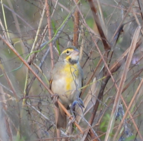Dickcissel (Spiza americana), photo 1