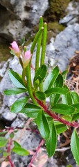 Epilobium glabellum