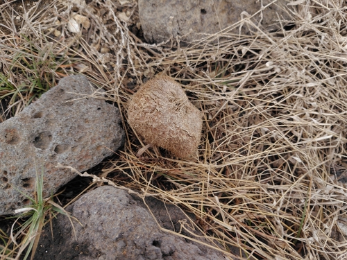 Barringtonia asiatica