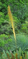 Aciphylla glaucescens