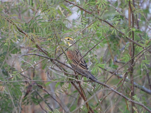 Dickcissel (Spiza americana), photo 2