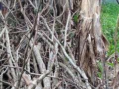 Eutropis multifasciata