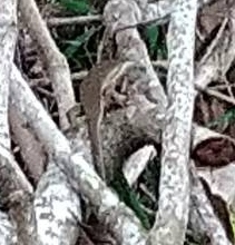 Eutropis multifasciata