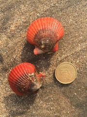 Aequipecten flabellum