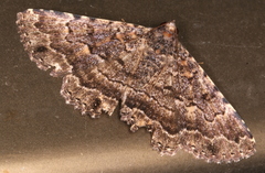 Diatenes aglossoides