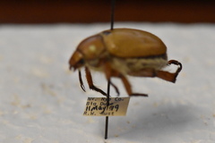 Pseudocotalpa giulianii